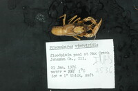 Procambarus viaeviridis image